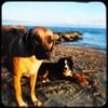 oceandogs